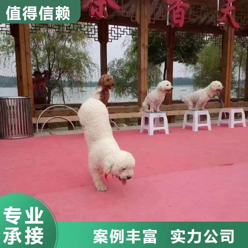 哪里有出租动物的节日活动