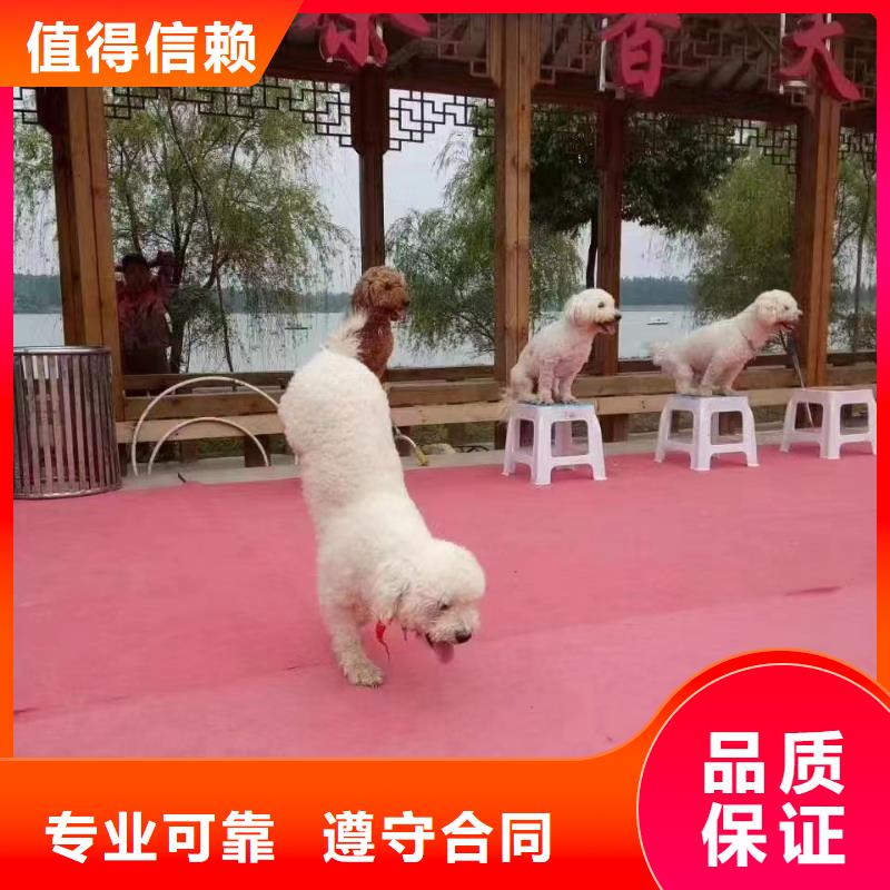马戏团演出租赁
