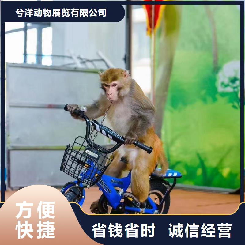 租赁马戏团表演承接活动