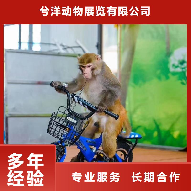 马戏团/羊驼海狮表演出租讲究信誉