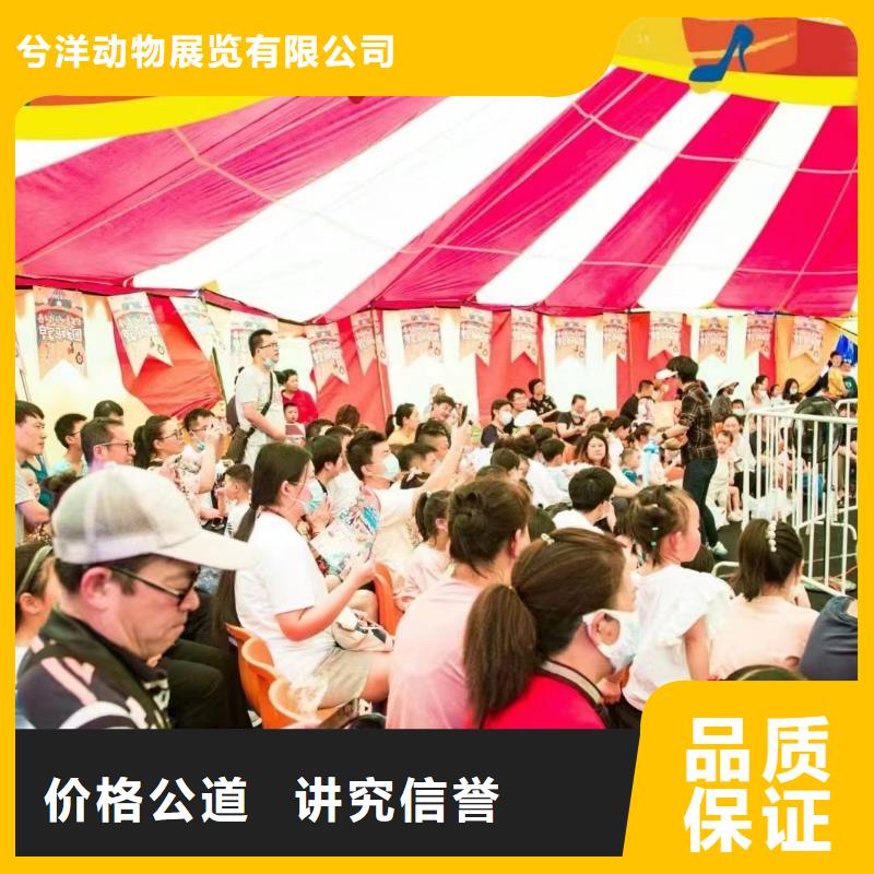 羊驼马戏团表演租赁现货充足