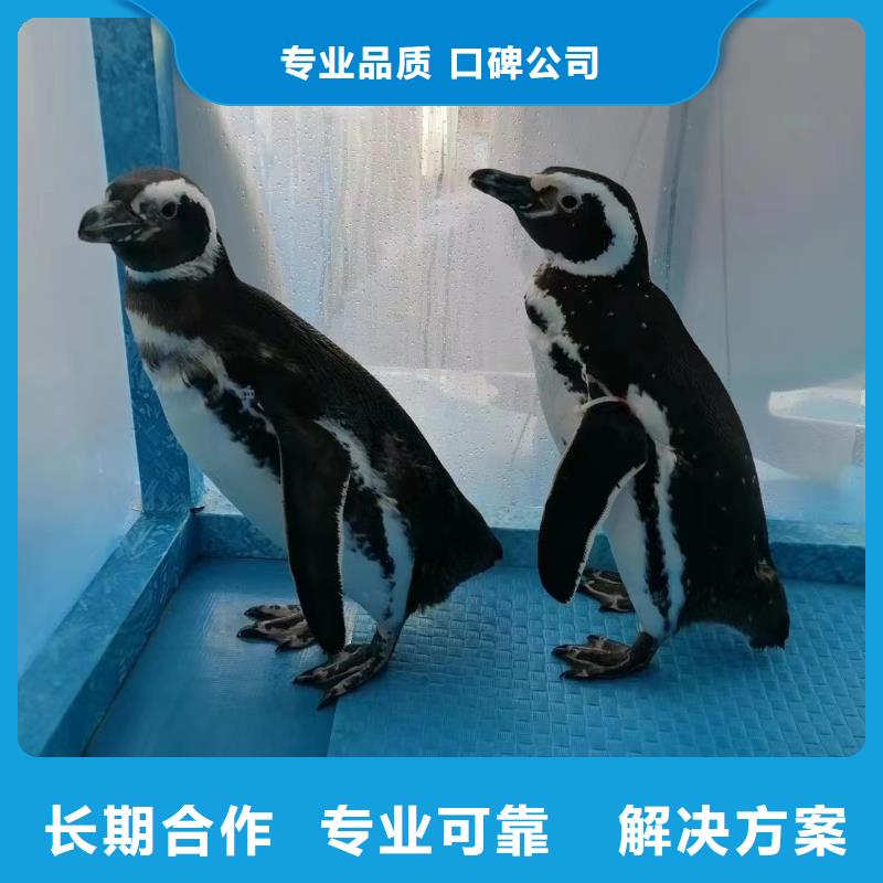 哪有出租海狮的