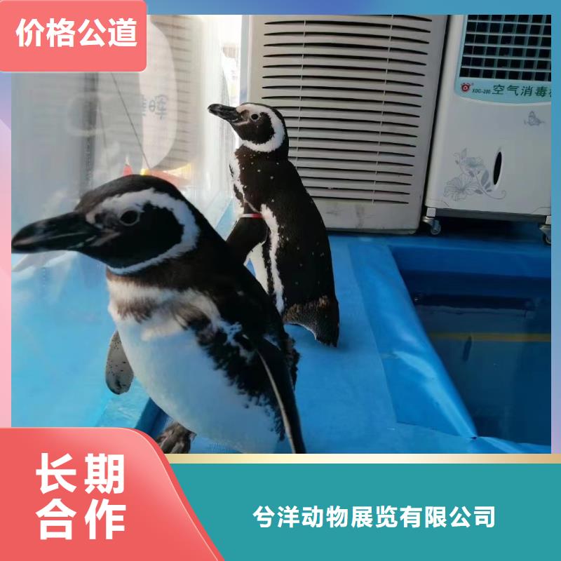 海狮租赁公司活动庆典