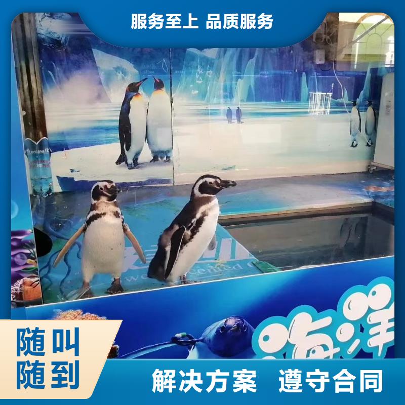 鳄鱼表演租赁活动庆典