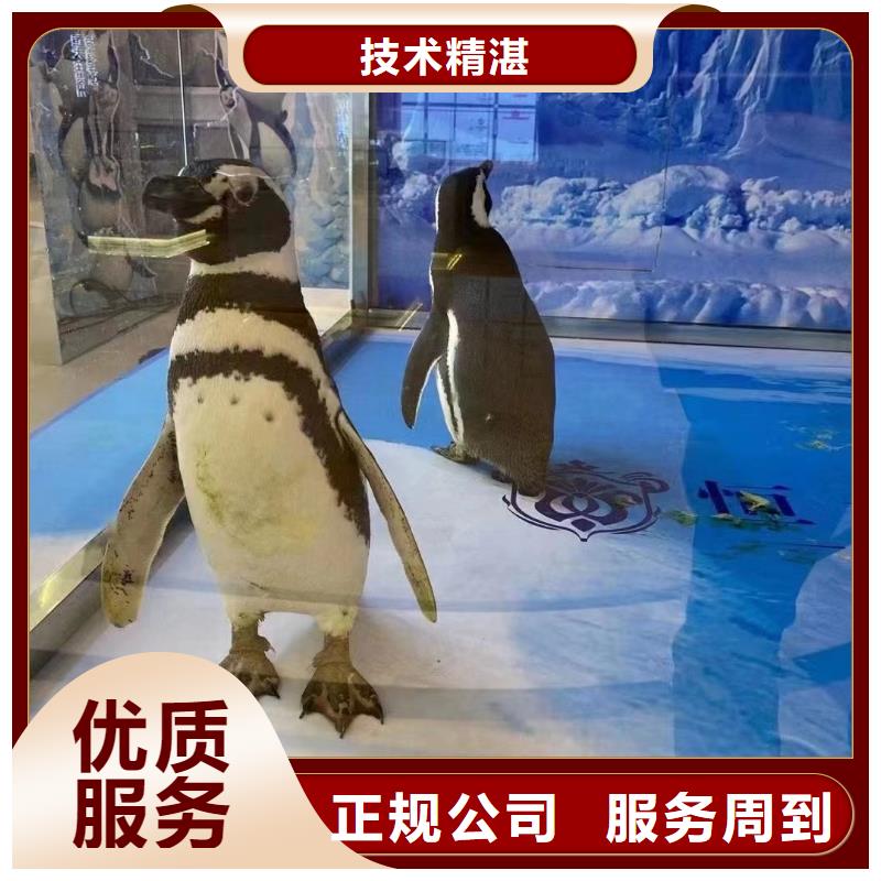 发货及时的企鹅出租厂家