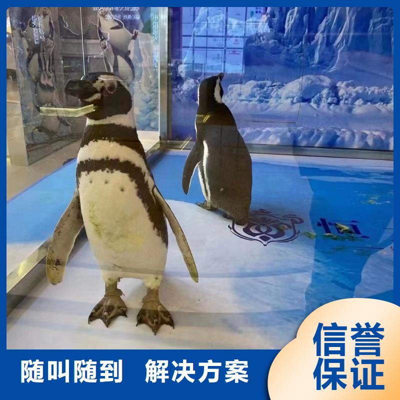 哪里有海狮表演租赁