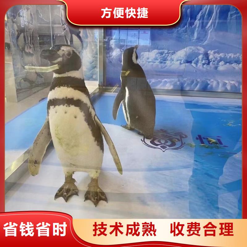 海洋主题动物表演水族海洋展品质服务