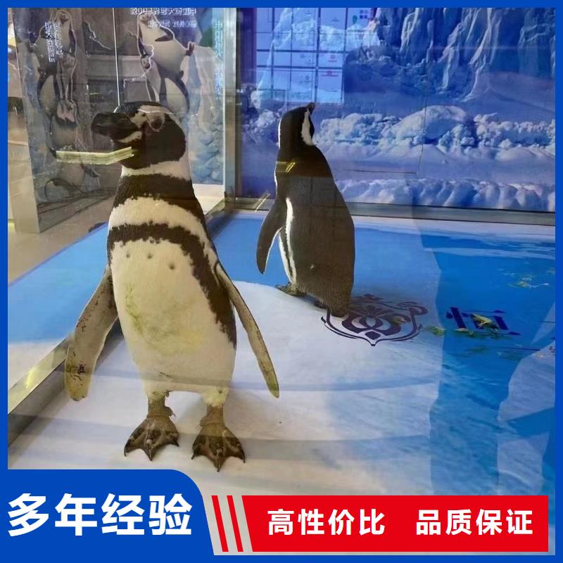 【海洋主题动物表演】鹦鹉表演品质服务
