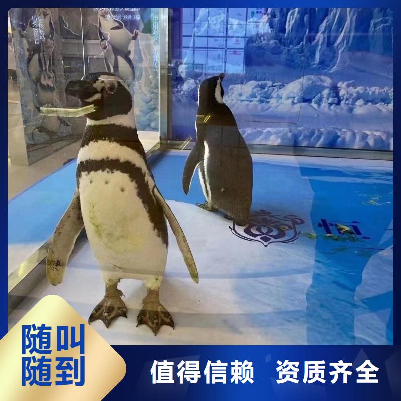 出租美人鱼表演活动