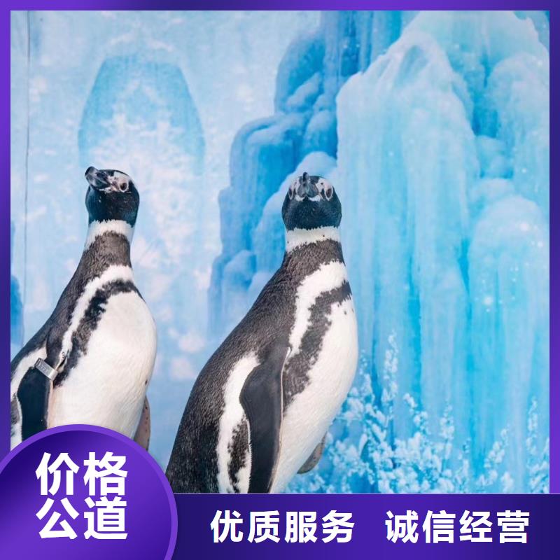 美人鱼表演租赁公司