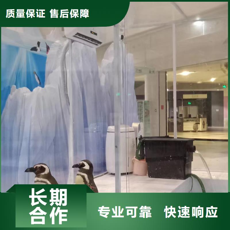 海洋主题动物表演,羊驼出租专业可靠