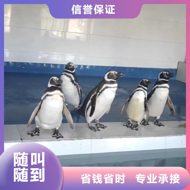 出租美人鱼表演活动