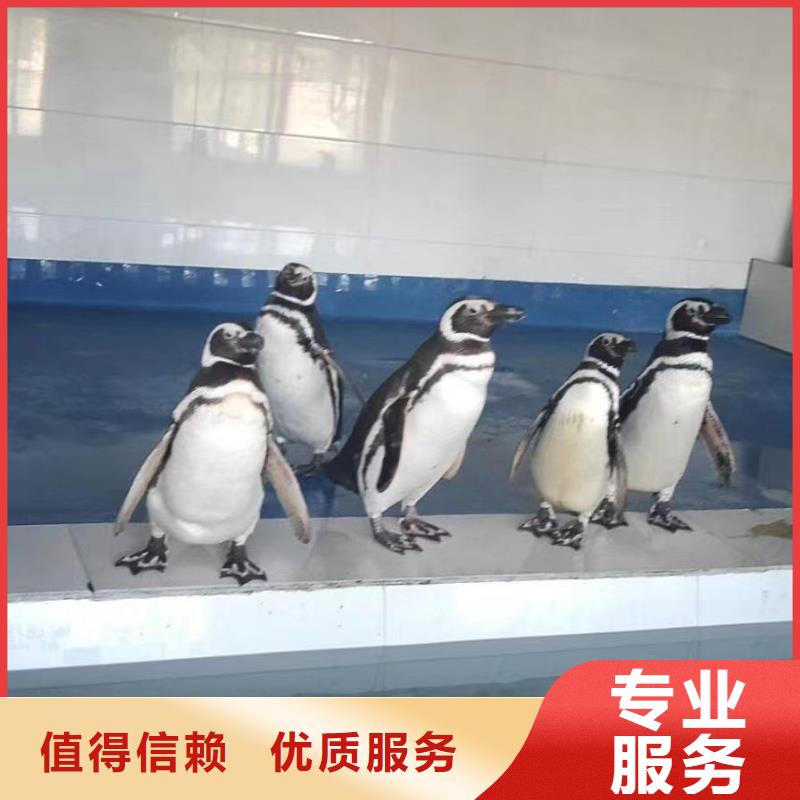 海洋主题动物表演羊驼出租售后保障
