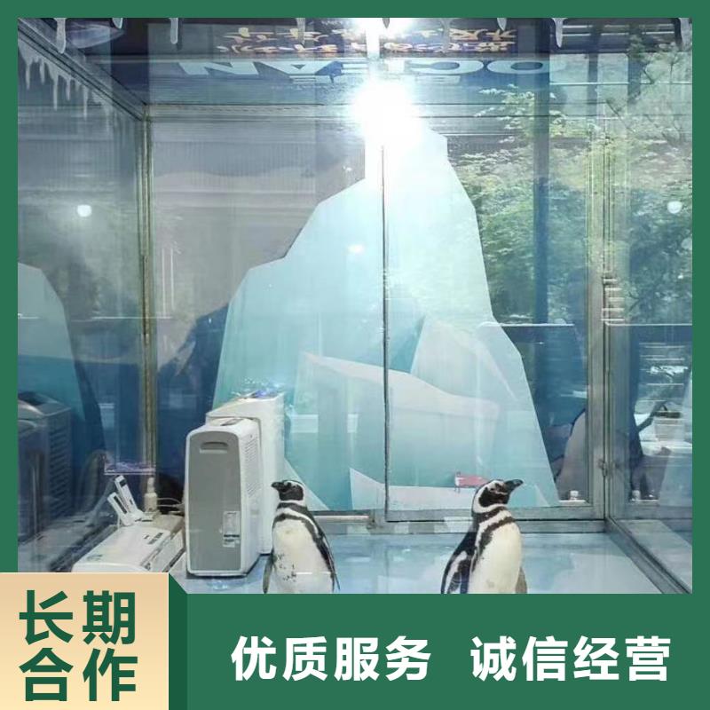 海洋主题动物表演马戏表演高性价比