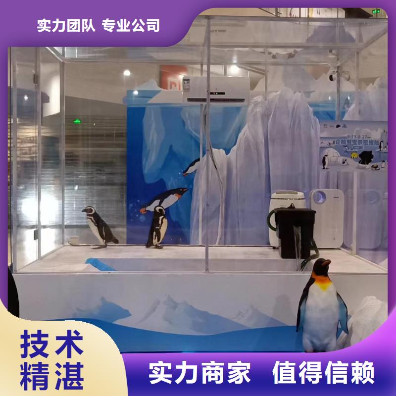 海洋主题动物表演观赏性羊驼租赁技术比较好