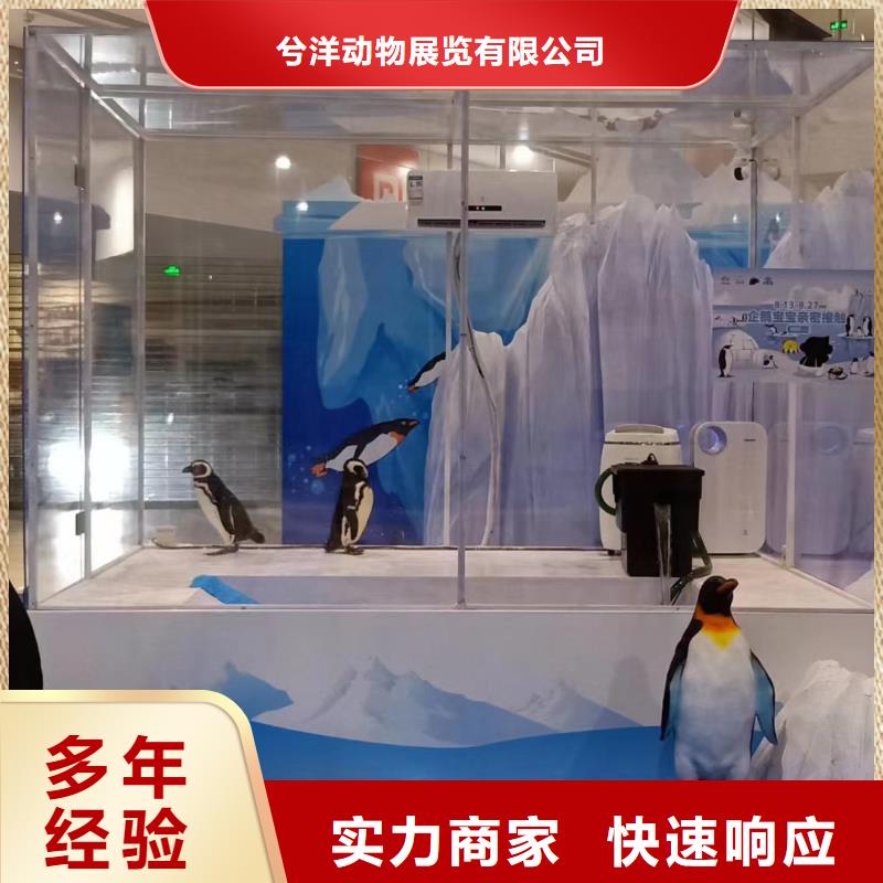 租赁美人鱼表演暖场氛围