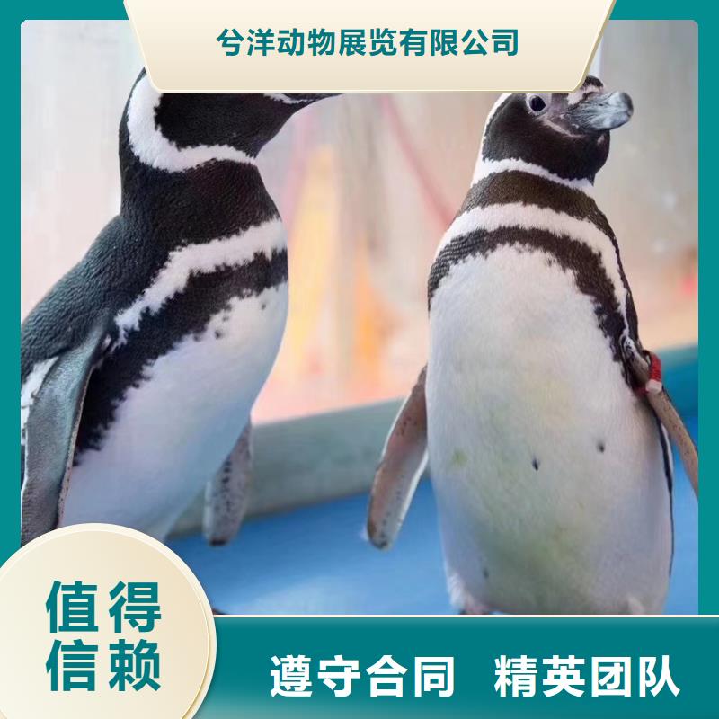 海洋主题动物表演出租表演萌宠技术精湛