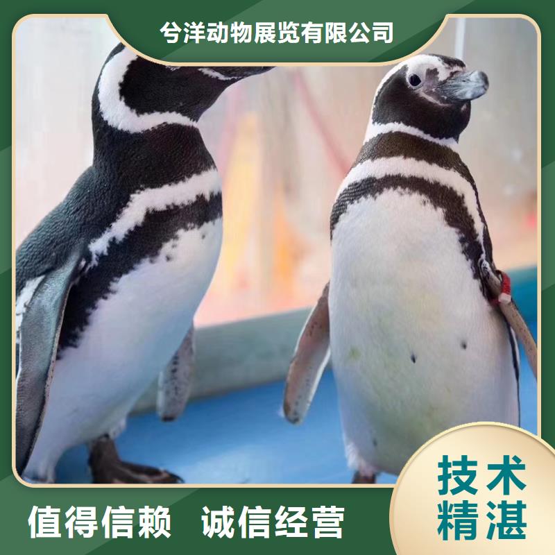 哪里有租赁海狮表演的免费资源