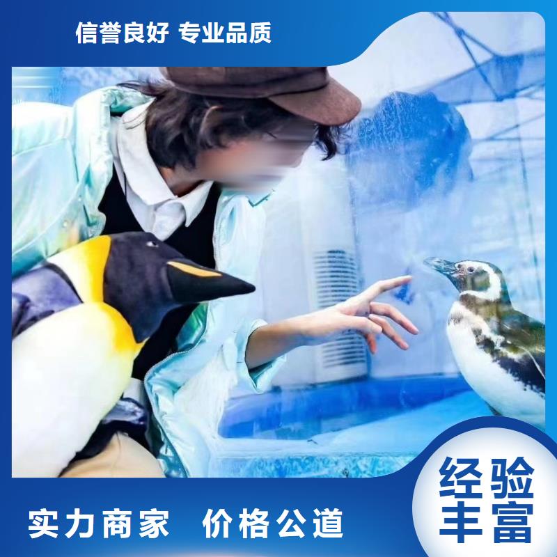 【海洋主题动物表演 企鹅出租多家服务案例】