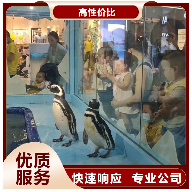 海洋主题动物表演_【企鹅演出】价格美丽