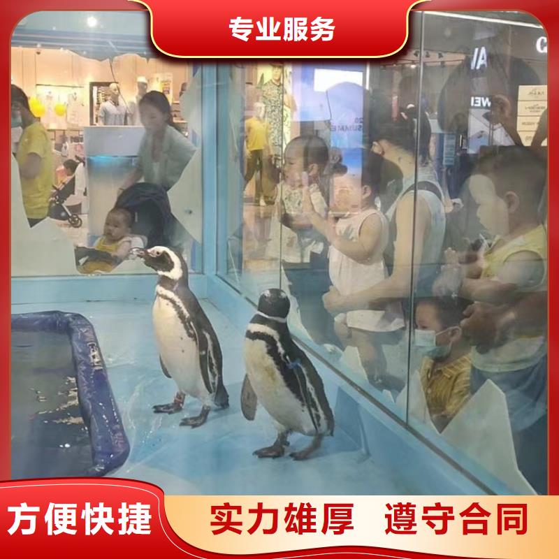 哪有出租美人鱼表演的暖场活动