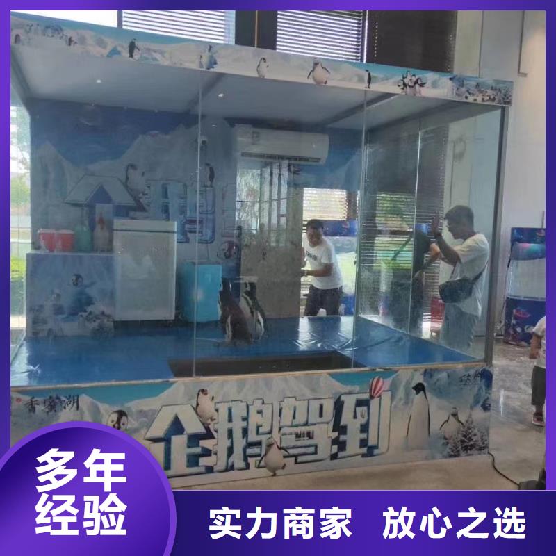 租赁海狮表演活动方案