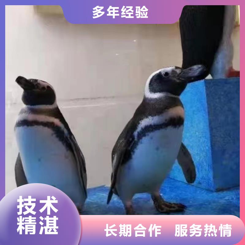 企鹅出租海洋馆