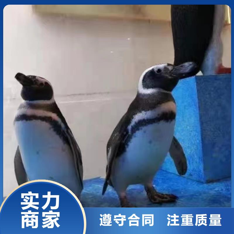 海狮表演出租