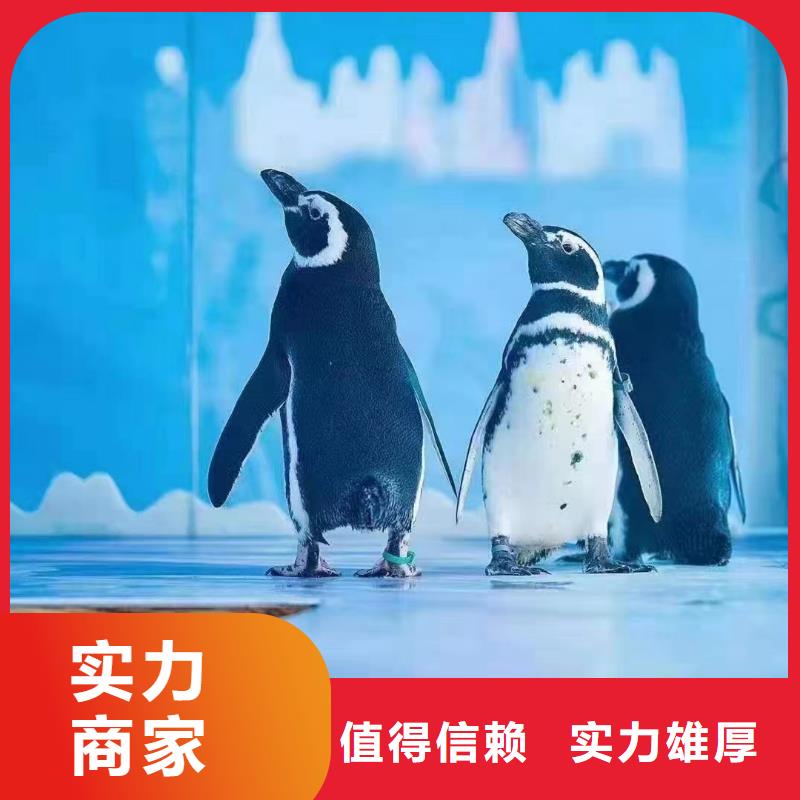 哪有出租企鹅展览的周边
