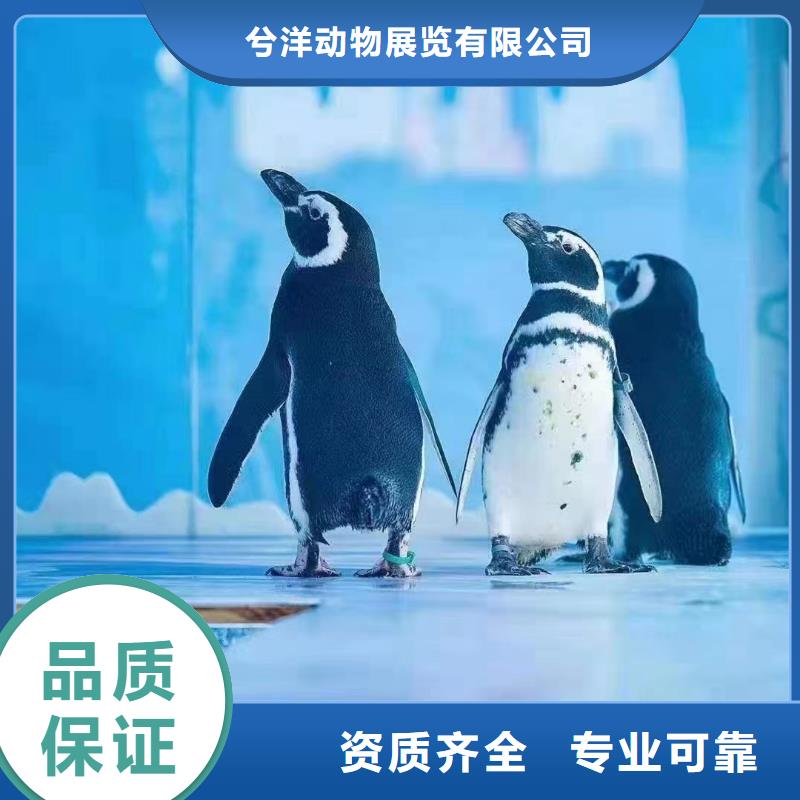 海狮表演暖场气氛