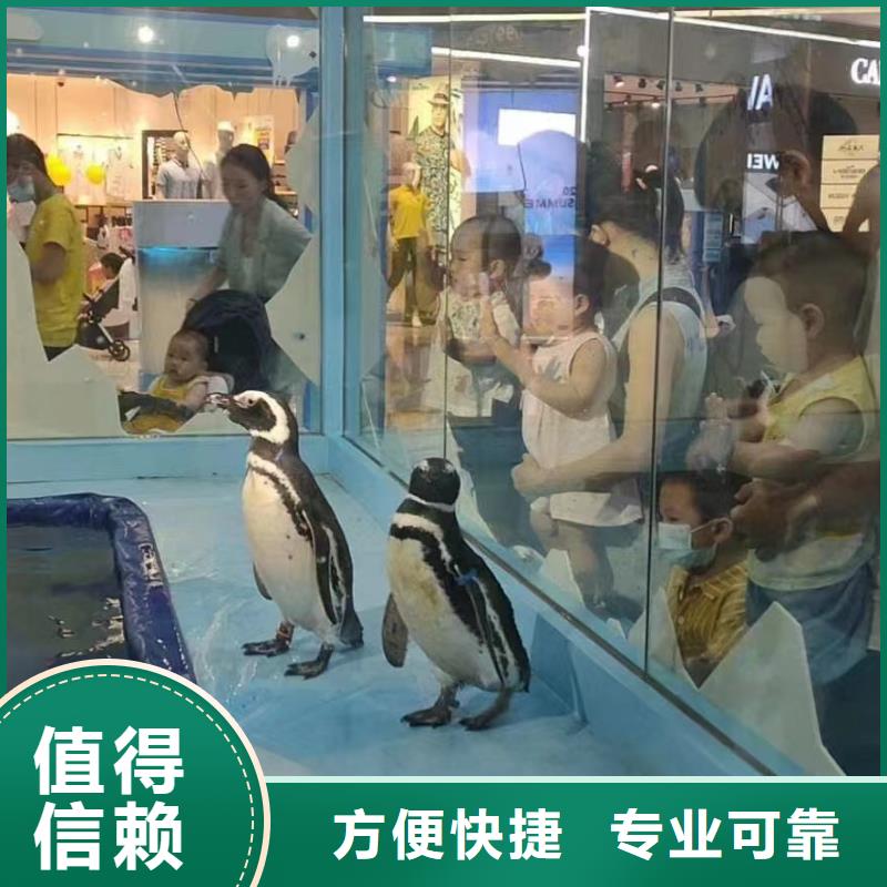 哪里有出租海狮表演的活跃气氛