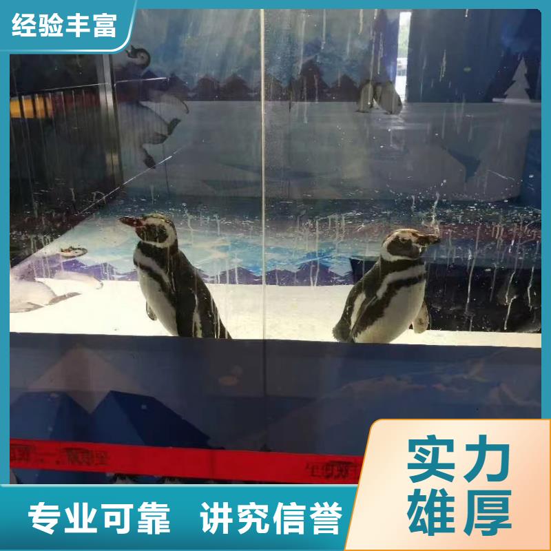 海洋主题动物表演海洋展租赁欢迎合作