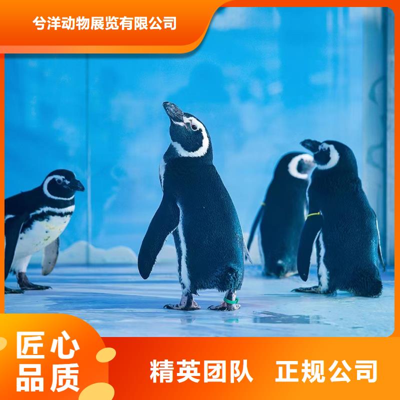 海洋主题动物表演水族海洋展品质服务