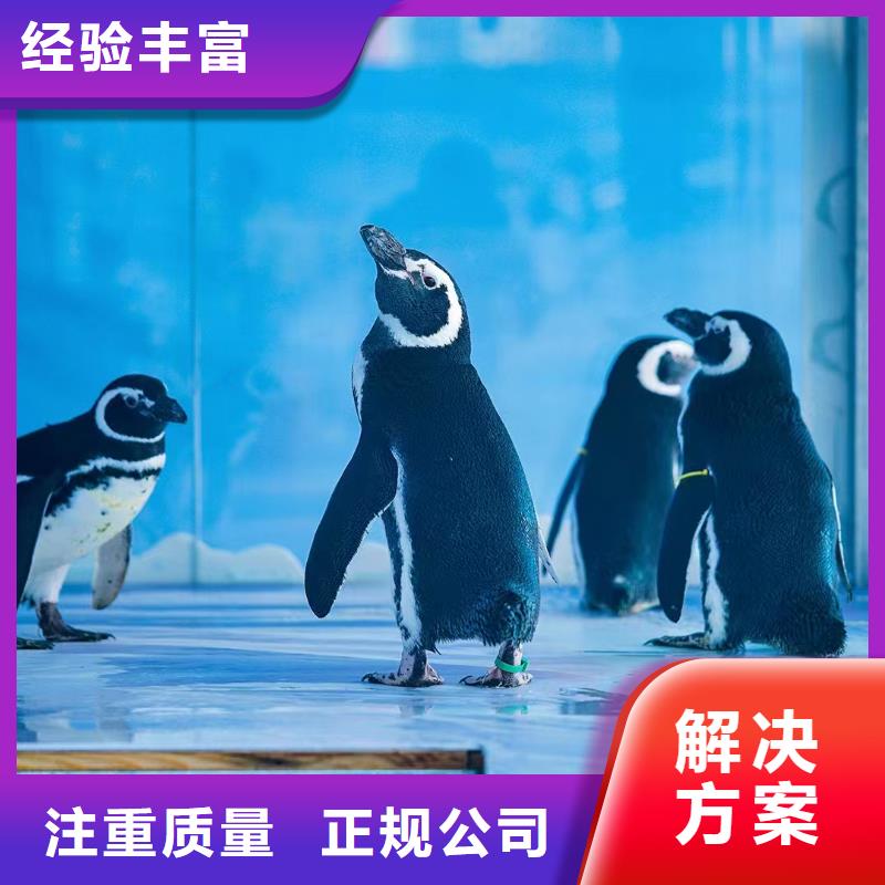 海洋主题动物表演羊驼出租售后保障