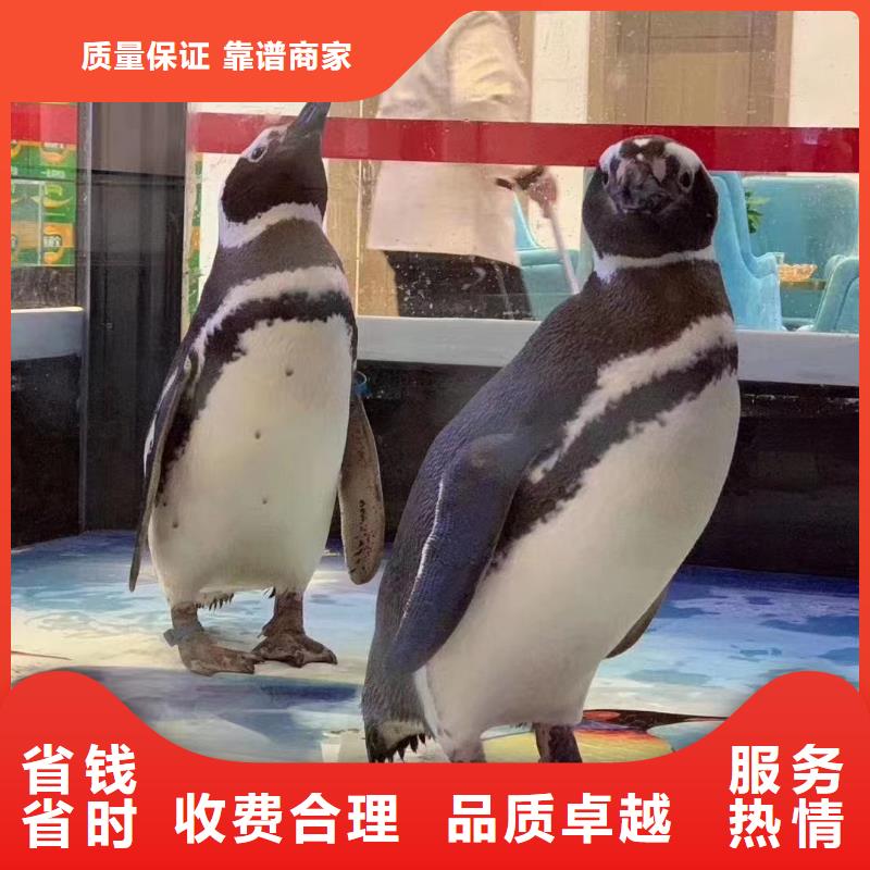 美人鱼表演租赁一手资源