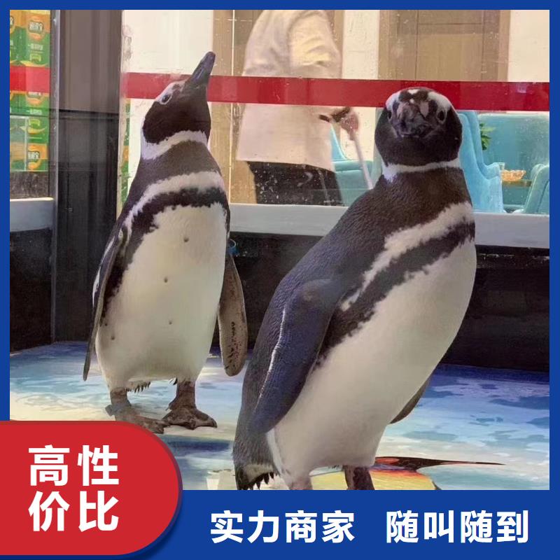 哪里有租赁海狮表演的活动庆典