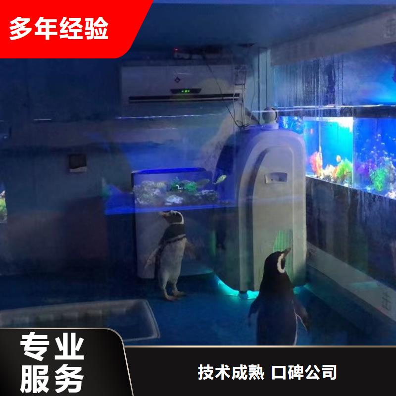海洋主题动物表演,美人鱼表演明码标价