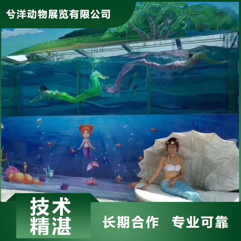 海狮表演租赁免费策划