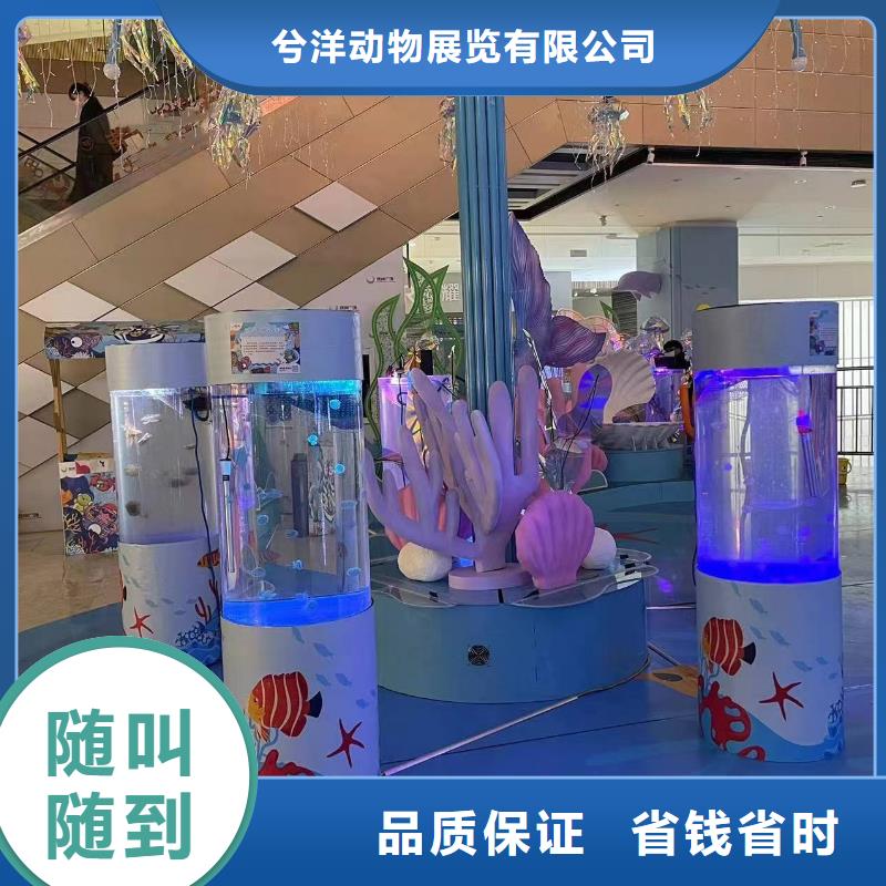 出租海狮表演创意方案