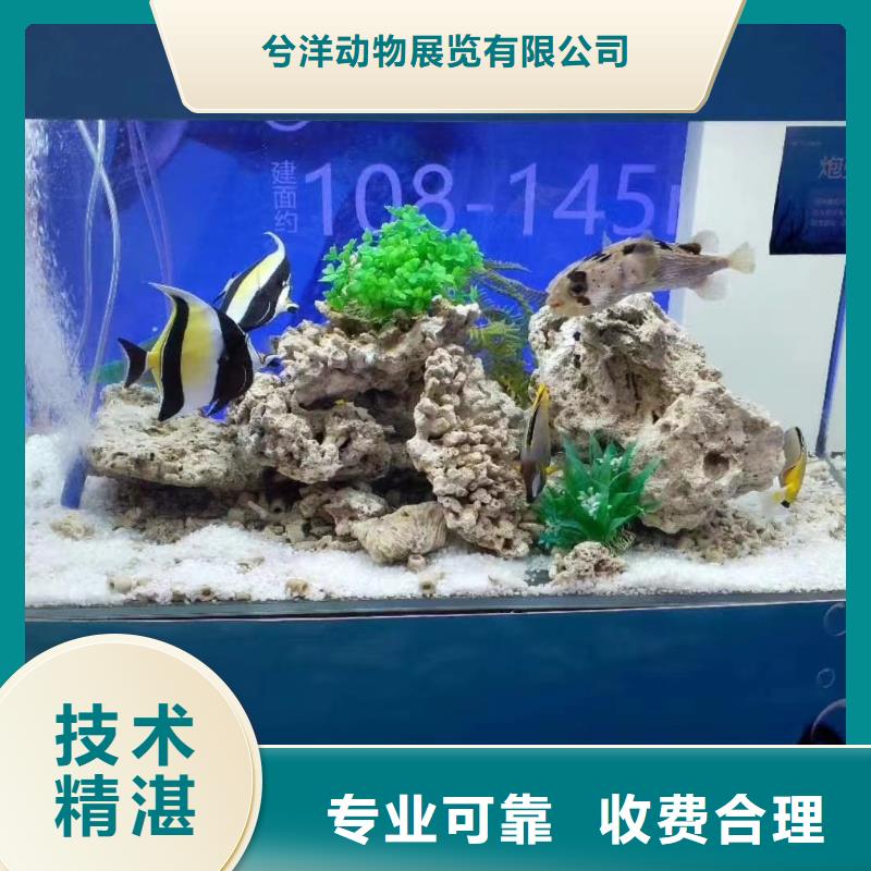 哪里有出租企鹅的主题展览