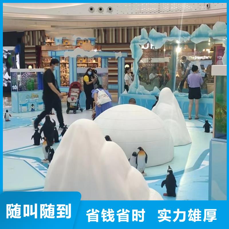 企鹅出租资源丰富
