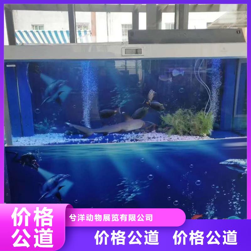 租赁海狮表演免费策划