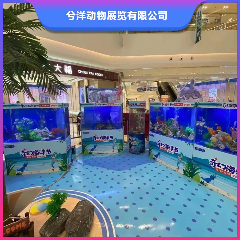 海狮表演出租图片