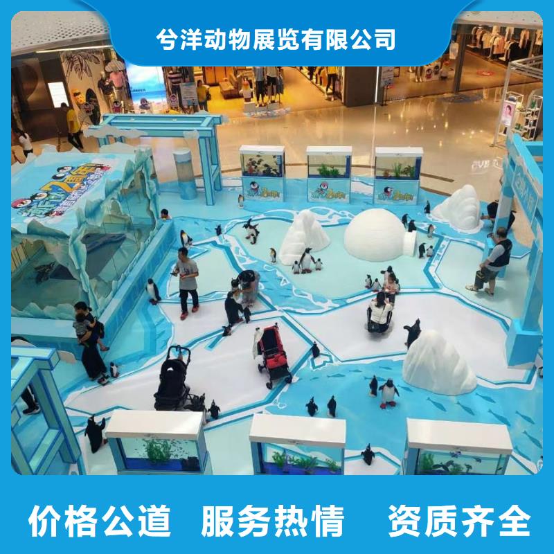 活体企鹅租赁公司活跃气氛