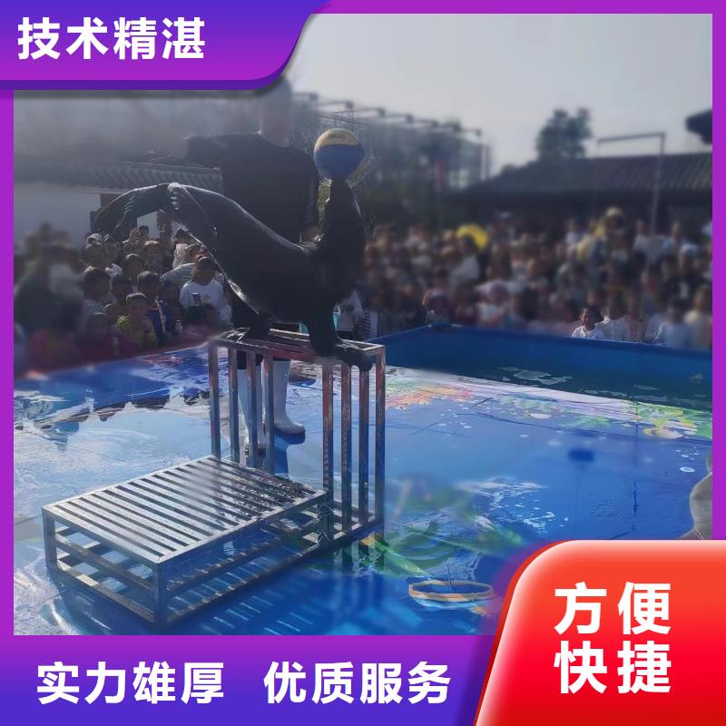 哪里有租赁海狮表演的活动庆典