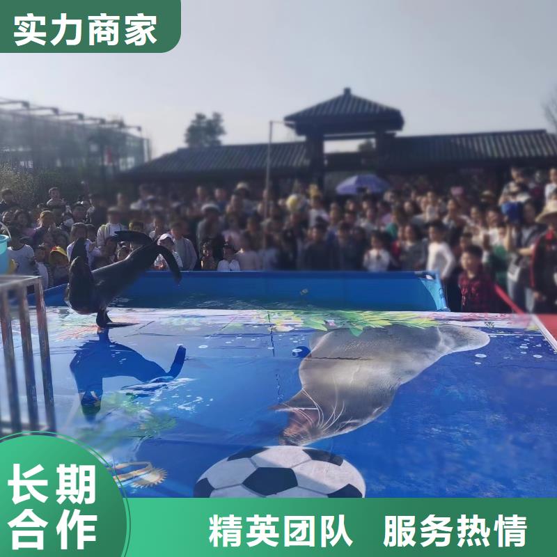 海洋主题动物表演-海狮表演出租价格美丽