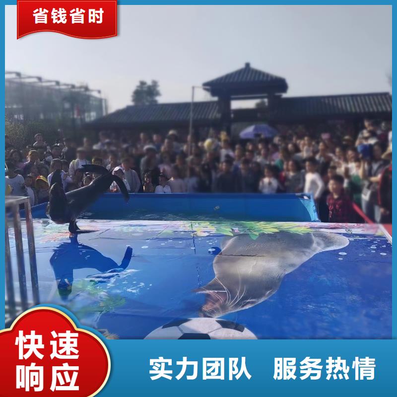 哪有出租企鹅的