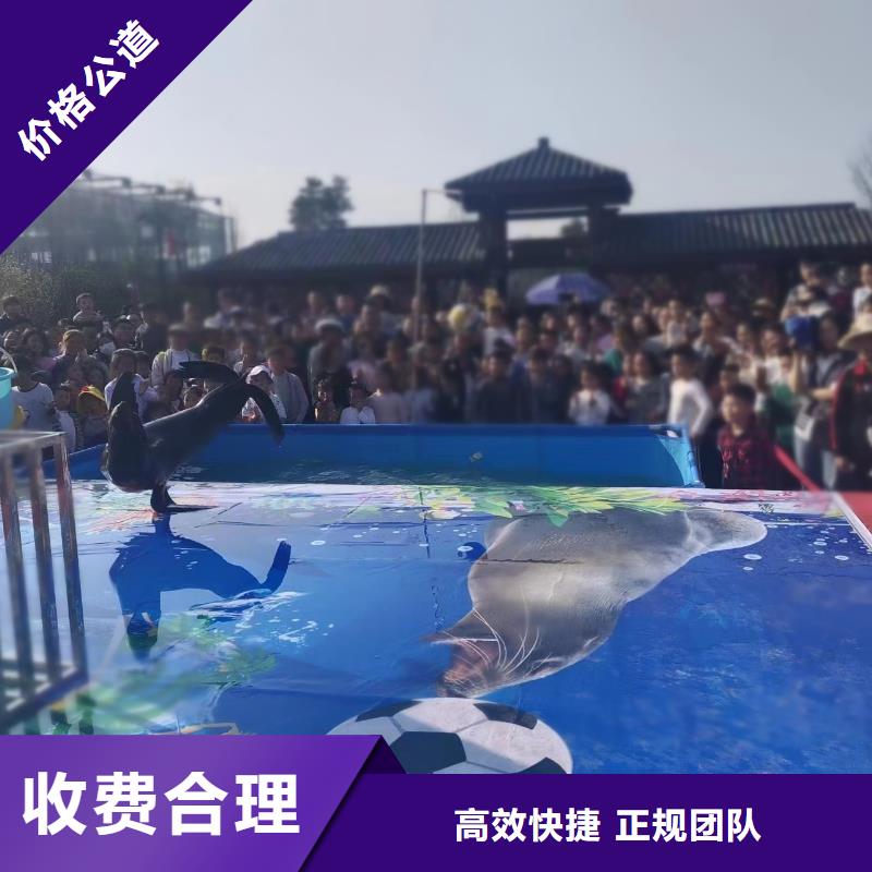 海洋主题动物表演,羊驼出租放心之选