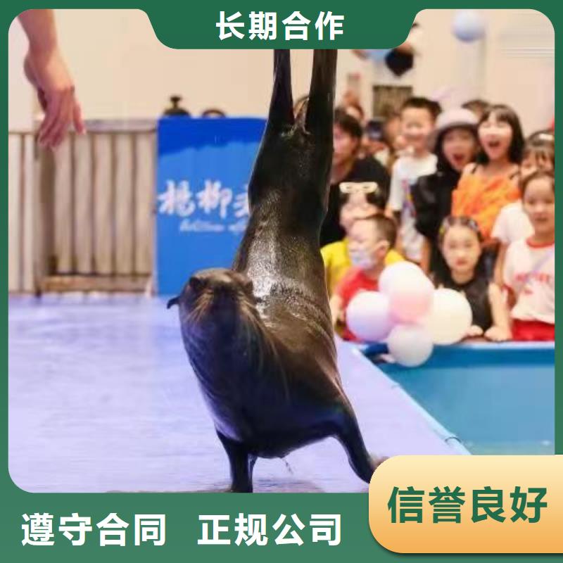 租赁海狮表演联系我们
