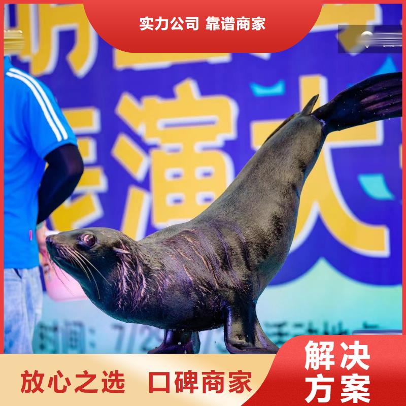 租赁海狮表演免费策划
